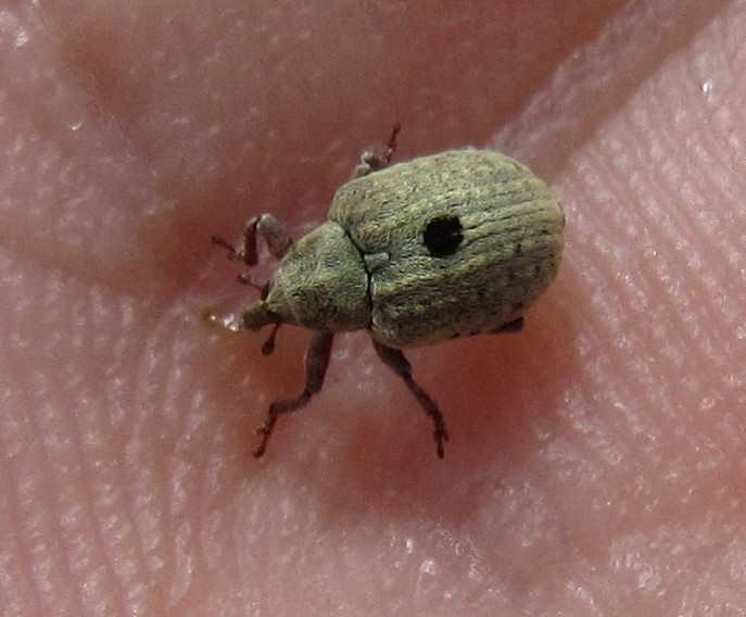 Cionus clairvillei