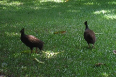 Megapodius reinwardt