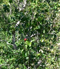 Syzygium suborbiculare