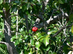 Syzygium suborbiculare