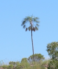 Livistona inermis