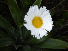 Celmisia semicordata