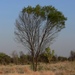 Acacia shirleyi - Photo (c) Robert Webster, algunos derechos reservados (CC BY-SA), uploaded by Robert Webster