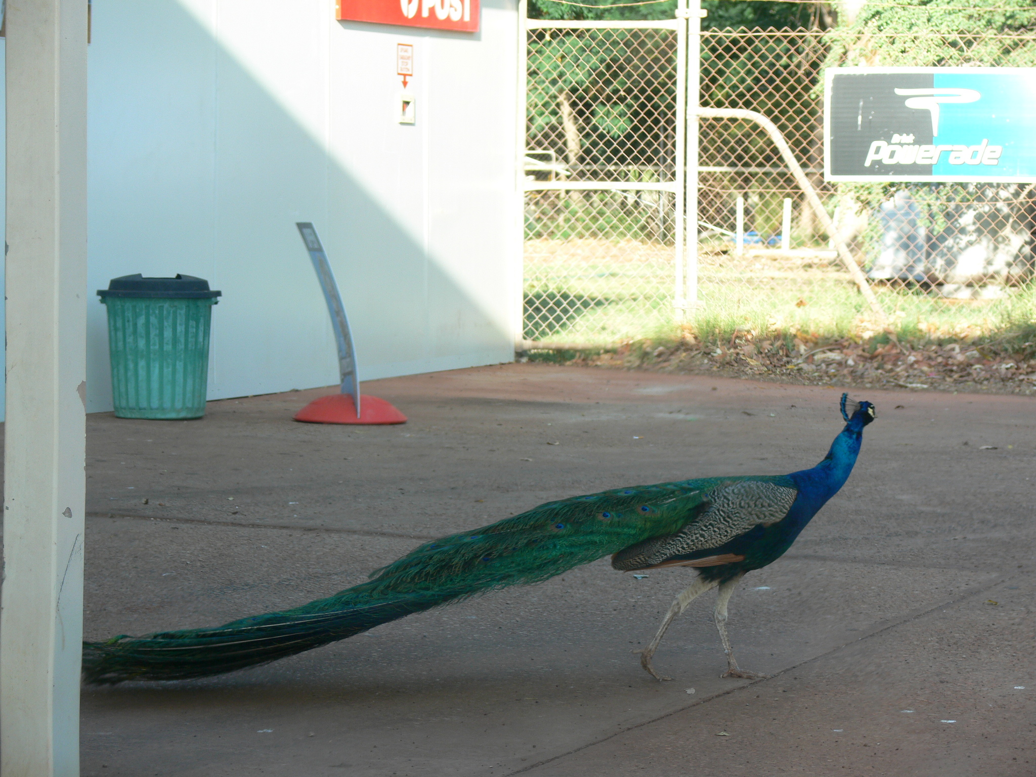 Indian Peafowl