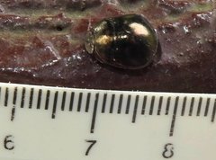 Brachyplatys punctipes