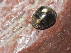 Brachyplatys punctipes