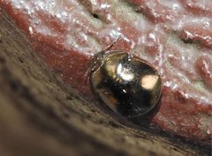 Brachyplatys punctipes