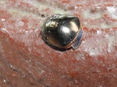 Brachyplatys punctipes