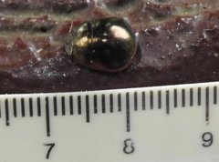 Brachyplatys punctipes