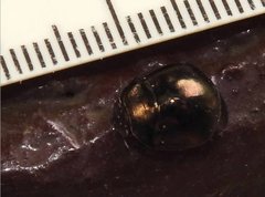 Brachyplatys punctipes