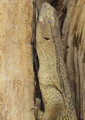 Varanus albigularis albigularis