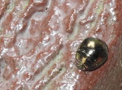 Brachyplatys punctipes