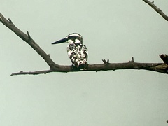 Ceryle rudis leucomelanurus