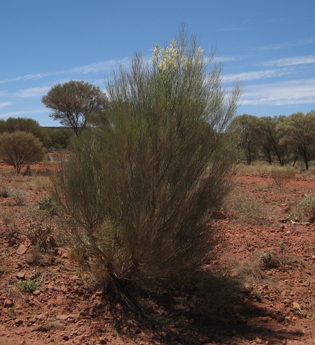 Water Bush (Grevillea nematophylla)