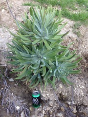 Dudleya virens insularis