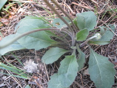 Bellis pappulosa