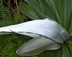 Celmisia semicordata