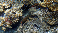 Cephalopholis urodeta