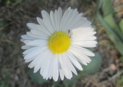Bellis pappulosa