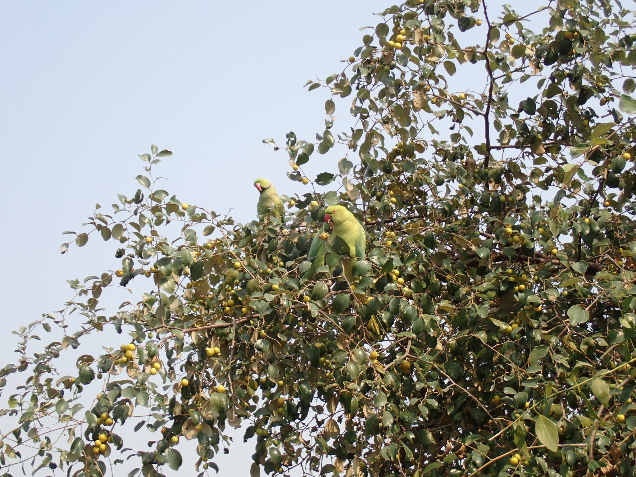 Rose-ringed Parakeet