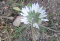 Bellis pappulosa