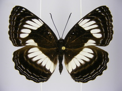 Neptis alta