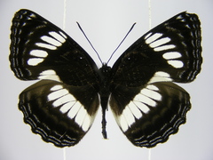 Neptis alta