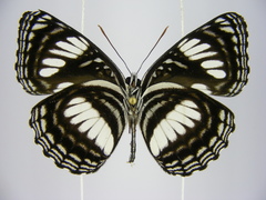 Neptis alta