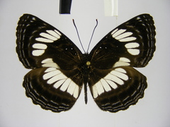 Neptis alta