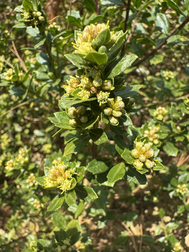 Baccharis conferta, photograph 1