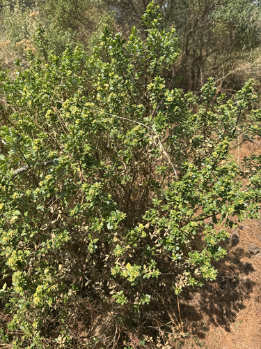 Baccharis conferta, photograph 2