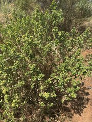 Baccharis conferta, photograph (c) Peter Abrahamsen, some rights reserved (CC BY)