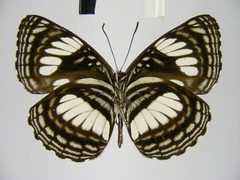 Neptis alta