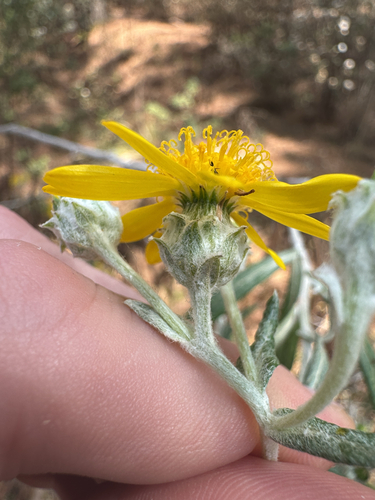 Senecio cinerarioides, photograph 3