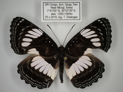Neptis alta