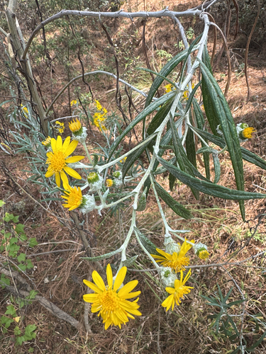 Senecio cinerarioides, photograph 2