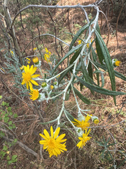 Senecio cinerarioides, photograph (c) Peter Abrahamsen, some rights reserved (CC BY)