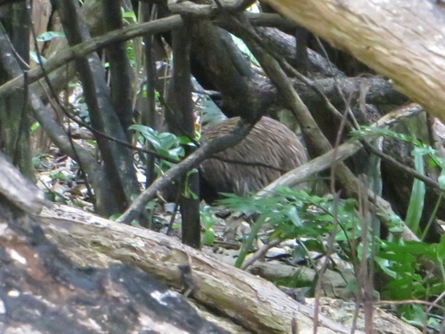 Southern Brown Kiwi (Apteryx australis), photo 4
