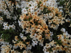 Epacris serpyllifolia