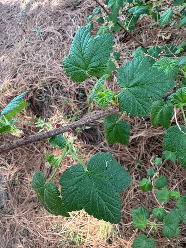 Ribes ciliatum, photograph 5
