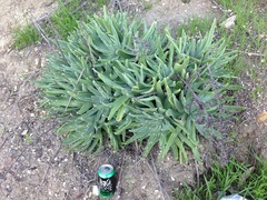 Dudleya virens insularis
