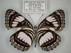 Neptis alta