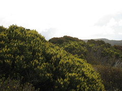 Orites revolutus