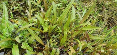 Rumex flexuosus