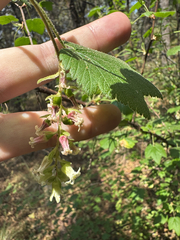 Ribes ciliatum, photograph (c) Peter Abrahamsen, some rights reserved (CC BY)