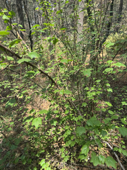 Ribes ciliatum, photograph (c) Peter Abrahamsen, some rights reserved (CC BY)