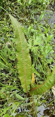 Rumex flexuosus
