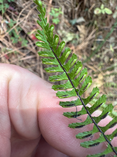 Asplenium monanthes, photograph 6