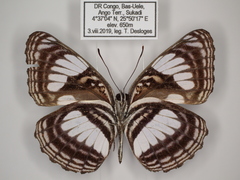 Neptis alta
