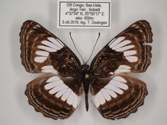 Neptis alta